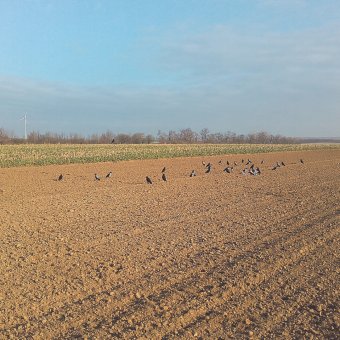 Krähen auf einem gepflügten Feld
